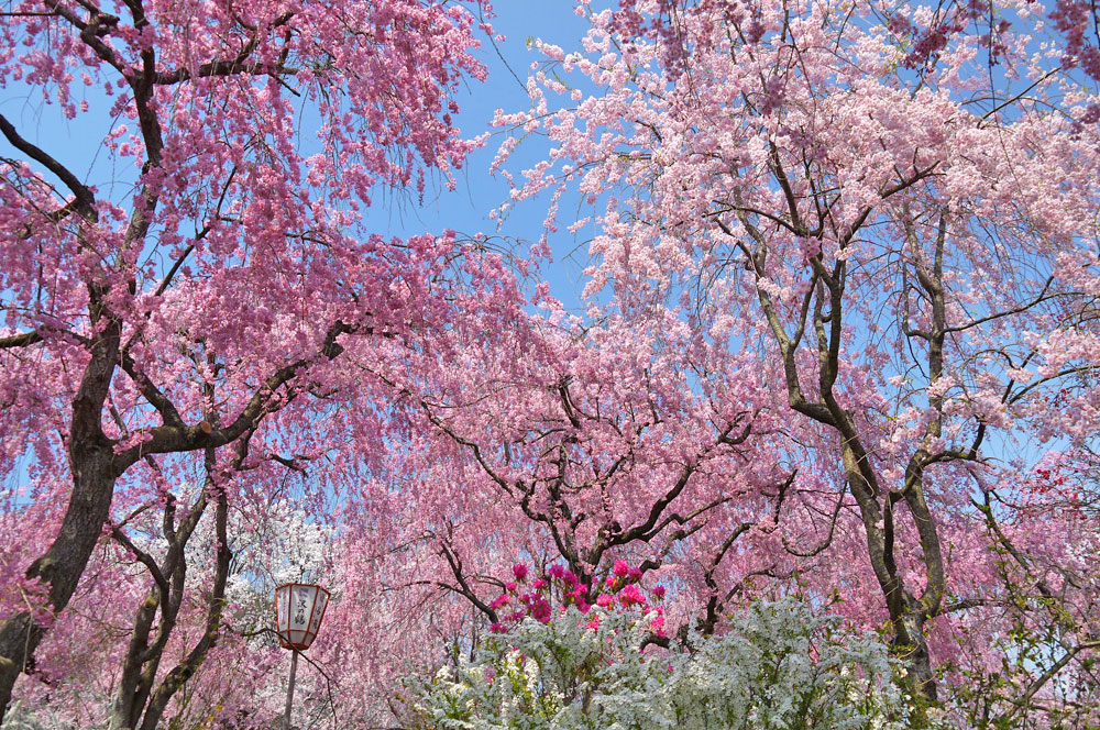Hidden Places in Kyoto - Sakura (Cherry blossoms) | Discover Kansai