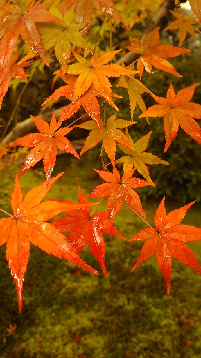 Hidden places in Kyoto – Momiji (Fall Foliage)