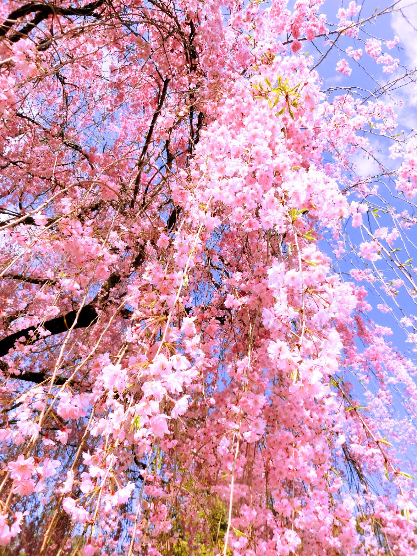 Hidden places in Kyoto – Sakura (Cherry blossoms)