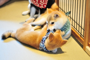 Kyoto Mameshiba Cafe Cute Shiba Inu Cafe Discover Kansai