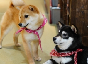 Kyoto Mameshiba Cafe Cute Shiba Inu Cafe Discover Kansai