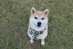 Kyoto Mameshiba Cafe  Cute Shiba Inu Cafe  Kansai Travel 