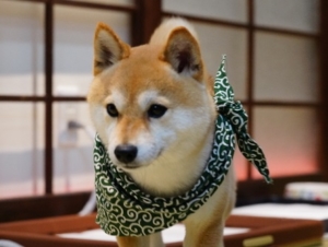 Kyoto Mameshiba Cafe Cute Shiba Inu Cafe Discover Kansai