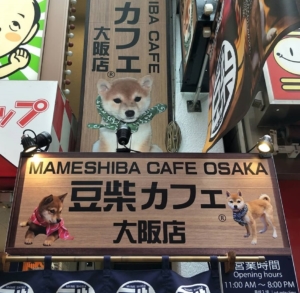 Kyoto Mameshiba Cafe Cute Shiba Inu Cafe Discover Kansai