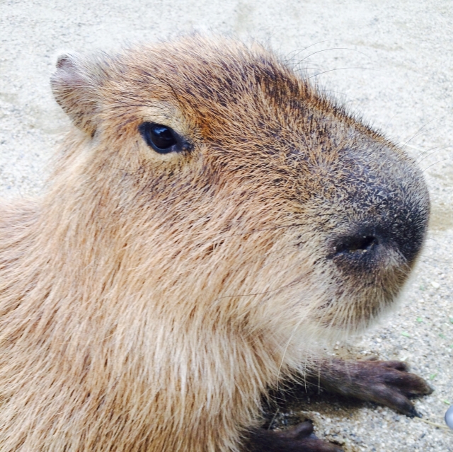 Forest Cafe Animeal with Capybara - New Animal Cafe in Osaka