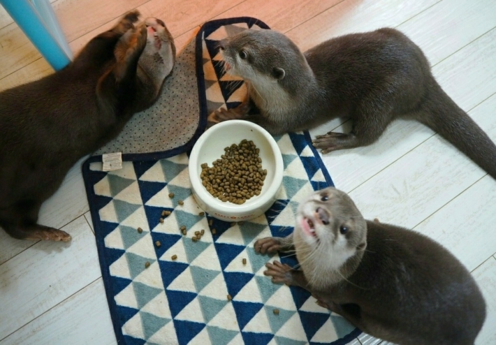 Otter Cafe LOUTRE in Kyoto, Japan | Discover Kansai