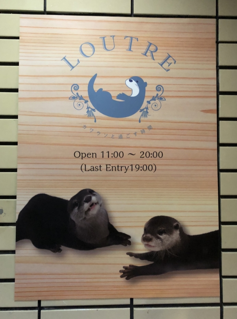 Otter Cafe LOUTRE in Kyoto, Japan | Discover Kansai