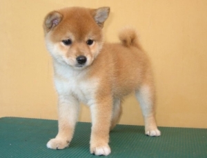 Mameshiba House Little Shiba Inu Breeder In Osaka Japan