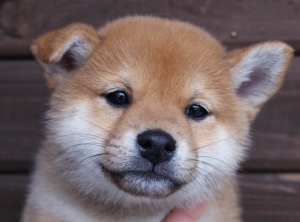 Mameshiba House Little Shiba Inu Breeder In Osaka Japan