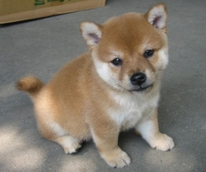 Shiba Inu Breeder in Osaka, Japan 