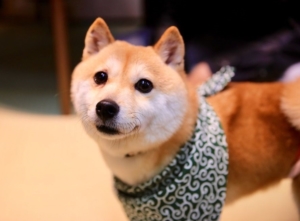 Mameshiba Cafe Ryoma Kyoto New Open Shiba Inu Cafe Discover Kansai