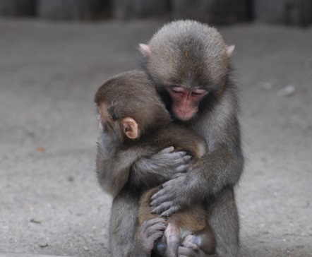 Awaji Island Monkey Center – Friendly Wild Monkeys 🐵 | Discover Kansai